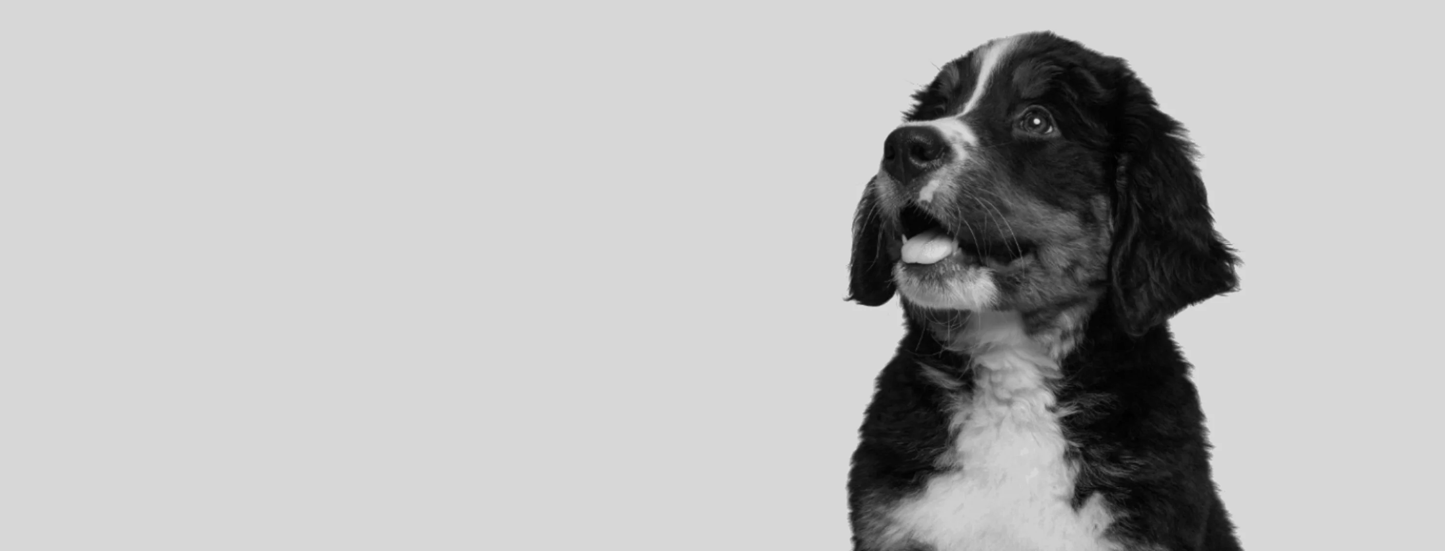 B&W photo of dog looking to the left with tongue out